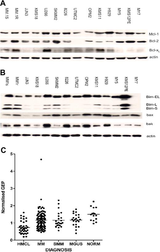 Figure 3. Expression of Bcl-2 family proteins in HMCLs. (A) Immunoblot analysis of the antiapoptotic proteins Mcl-1, Bcl-2, and BclxL. The most GX015-070–sensitive HMCLs, JJN3, KMS18, SKMM2, H929, MY5, KMS12PE, and MY7 (IC50 ≤ 150 nM), lack or nearly lack BclxL. On the other hand, more resistant cell lines (IC50 ≥ 300 nM) express abundant levels of all 3 antiapoptotic proteins. (B) Immunoblot analysis of proapoptotic proteins Bim-EL, Bim-L, Bim-S, Bax, and Bak. A correlation between decreased Bak expression (KMS18, SKMM2, MY5, KMS12PE, and MY7) and response to GX015-070 was observed. Protein expression determined by densitometric measurement is listed in Table 2. (C) Mcl-1 expression in primary MM and MGUS samples. The median normalized gene expression of Mcl-1 is shown for HMCL and for CD138+ marrow populations from MM, SMM, or MGUS patients and is compared with normal BM plasma cells. Each data point represents the mean of all 5 Mcl-1 probe sets present on the Affymetrix U133A chip (Palo Alto, CA). There is consistently higher median expression of Mcl-1 in MM than in HMCL.