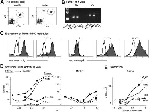 Figure 1. In vitro characterization of the MataHari and Marilyn T cells and the MB49 tumor. (A) TCR, CD8, and CD4 expression of MataHari (Vβ8) and Marilyn (Vβ6) T cells. Numbers represent the percentage of transgenic cells in the mixed population of spleen and mesenteric lymph node cells used in the adoptive transfer experiments. (B) H-Y expression of the MB49 tumor. PCR using specific primers for the sequences of Dby and Uty that code for the peptide epitopes seen by Marilyn and MataHari, respectively. Spleens from female and male B6 mice were used as negative and positive controls. (C) Expression of MHC Class I (Db) and MHC Class II (Ab) by in vitro-grown MB49 tumor cells that were either untreated (−) or incubated for 2 days with 500 IU/mL of IFN-γ (+IFN-γ) or by tumor cells growing subcutaneously in a female B6 mouse, 7 days after inoculation (ex vivo). Unshaded area is staining seen with a control antibody (specific for Kd.) (D) In vitro antitumor activity. Eighteen-hour JAM test to measure killing activity of MataHari cells (left panel) or Marilyn cells (right panel) against MB49 (circles) or B16 (squares) tumor targets that had been incubated with IFN-γ as in C (filled symbols) or not (open symbols). R/T = responder to target ratio. (E) Proliferation of Marilyn CD4 cells in vitro. Proliferation of Marilyn cells either alone (asterisk) or in presence of mitomycin treated MB49 (circles), B16 (squares), male spleen (diamonds), or female spleen (triangles) as described in “Materials and methods.” The highest number of stimulators were 1.5 × 104 for the tumor cells and 5 × 105 for the splenocytes. D and E show one experiment that is representative of 3.