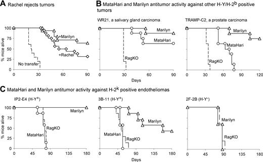 Figure 7. CD4 antitumor effect is generalizable. (A) Rachel, another anti-H-Y CD4 TCR Tg mouse, also rejects MB49. Percentage of RAG.KO mice alive after being challenged with MB49 tumor cells and receiving, 1 day later, either nothing (broken lines), 106 Marilyn cells (triangles), or 106 Rachel cells (an anti-H-Y CD4 transgenic mouse with a different TCR from that of Marilyn). Data from 3 pooled experiments. (B and C) Marilyn's superiority to MataHari is seen with other tumors: percentage of RAG.KO (broken line), MataHari (circles), or Marilyn (triangles) mice that survived challenge with either (B) H-2b carcinomas: 3 × 105 of WR21 (left panel, a salivary gland carcinoma), 3 × 106 of TRAMP-C2 (right panel, prostate carcinoma), or (C) H-2k endotheliomas: IP2-E4 (left panel), 3B-11 (middle panel), or H-Y–negative 2F-2B (right panel), 2 × 105 of each.