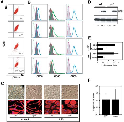 Figure 3. Characterization of bone marrow–derived macrophages (BMMs). (A) BMMs obtained by culture of bone marrow cells from 7- to 10-week-old wild-type, TFΔCT, PAR2−/−, or TFΔCT/PAR2−/− mice were analyzed by flow cytometry for the macrophage surface markers F4/80 and CD11b. (B) Expression of costimulatory molecules on BMMs after overnight stimulation with LPS (1 μg/mL). Isotype-matched control antibody staining (dotted histogram) or specific staining of non–LPS-stimulated (shaded area) or LPS-stimulated (solid line) BMMs are shown; an example of at least 3 independent experiments is given. (C) Morphology of wild-type and TFΔCT BMMs with and without overnight LPS stimulation by phase-contrast microscopy (upper panel) or after phalloidin staining (red) by confocal microscopy; nucleus is stained with ToPro3 (blue) (lower panel).[AU34} (D-F) Effector functions of wild-type or TFΔCT BMMs. Overnight LPS (1 μg/mL) stimulation leads to similar up-regulation of NOS2 by Western blotting (D) and nitric oxide (NO) production (E) determined using the Griess reagent37 (n = 3). (F) FcγR-mediated phagocytosis of IgG-opsonized sheep red blood cells by wild-type and TFΔCT BMMs.