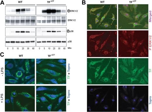 Figure 5. TF cytoplasmic domain deletion enhances ERK1/2 phosphorylation in macrophages. (A) Time course shows enhanced ERK1/2, but similar p38, phosphorylation after stimulation with LPS (1 μg/mL) in TFΔCT compared to wild-type BMMs. Control experiments with confirmed TLR4-selective LPS gave similar results. (B) Nuclear translocation of phosphorylated ERK1/2 was analyzed in BMMs stimulated with LPS (1 μg/mL) for 20 minutes by triple staining of permeabilized cells with anti-phospho ERK1/2 (red), antimouse TF (green), and nuclear staining with ToPro3 (blue). (C) TF staining (green) in nonpermeabilized BMMs with and without LPS stimulation for 10 minutes.