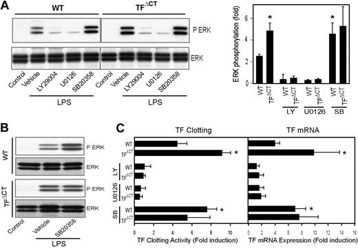 Figure 6. TF cytoplasmic domain regulates TLR4-induced ERK1/2 phosphorylation and TF expression via modulation of the p38 MAPK pathway. (A) LPS-induced ERK1/2 phosphorylation in BMMs is dependent on PI3-kinase and negatively regulated by p38 in wild-type, but not TFΔCT, BMMs. Cells were pretreated for 30 minutes with the p38 inhibitor SB203580 (10 μM), the PI-3 kinase inhibitor LY292004 (30 μM), or the MEK inhibitor U0126 (10 μM) followed by stimulation with LPS (1 μg/mL) for 10 minutes. A representative blot (left panel) and densitometric analysis of 4 experiments (right panel) are shown. (B) BMMs obtained by culturing of bone marrow cells in medium containing (20 ng/mL) recombinant mouse M-CSF. Cells were pretreated for 30 minutes with the p38 inhibitor SB203580 (10 μM) or DMSO (vehicle) followed by stimulation with LPS (1 μg/mL) for 10 minutes; phosphorylated ERK1/2 was determined by Western blotting. (C) LPS-induced TF induction in BMMs is negatively regulated by p38 in wild-type, but not TFΔCT, BMMs. BMMs were stimulated for 6 hours in the presence or absence of the indicated inhibitors at concentrations as described for panel A. TF mRNA induction was quantified by real-time PCR and TF activity was quantified by one stage clotting assay. *denotes statistically significant differences relative to wild-type control.