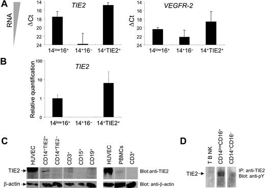 Figure 2. TIE2 receptor expression by TIE2+ monocytes. (A) TaqMan analyses of TIE2 and VEGFR2 transcripts in FACS-sorted monocyte subsets showing ΔCt values over endogenous control GAPDH. The lower the ΔCt, the higher the expression of the transcript in the target cell population. ΔCt values are expressed as mean ± standard error. Note that TIE2 transcript is clearly expressed in CD14lowCD16+ (14low16+) resident but nearly undetectable in CD14+CD16− (14 +16−) inflammatory monocytes. (B) Relative quantification values of TIE2 transcript in FACS-sorted monocyte subsets. TIE2 transcript is significantly enriched in CD14+TIE2+ (14+TIE2+) TEMs compared with the resident monocytes. For each relative value, an interval of confidence was calculated; confidence intervals that do not overlap indicate statistically significant differences (P < .05). (C) Western-blot analysis of TIE2 protein expression in the indicated cell populations. Blots were probed with C-terminus specific anti-TIE2 rabbit (top panels) or mouse anti-β actin (bottom panels) antibodies. The expected migration of each protein relative to molecular weight standards is indicated. Representative experiment of 3 performed. (D) TIE2 immunoprecipitated from CD14lowCD16+ resident monocytes is phosphorylated on tyrosine. Representative experiment of 2 performed.