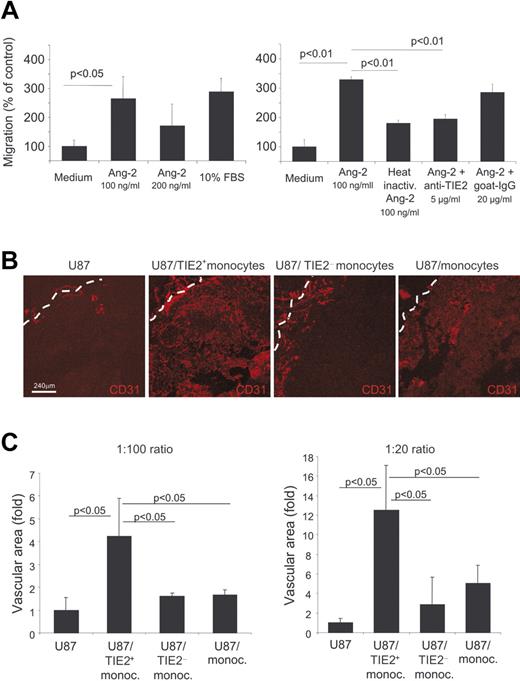 Figure 7. Circulating TIE2+ monocytes migrate toward Ang-2 and have marked proangiogenic activity in vivo. (A) Modified Boyden chamber assays show migration of resident monocytes toward Ang-2. The 2 graphics show parts of 2 independent experiments of 3 performed. Both serum and Ang-2 induced significant migration of resident monocytes (left histograms; P < .05 vs control: Medium). Heat inactivation of Ang-2 or treatment of the cells with neutralizing anti-TIE2 antibodies, but not with control immunoglobulins, abrogates cell migration in response to Ang-2 (right histograms). (B) Human glioma U87 cells were injected subcutaneously into nude mice with or without the indicated monocyte populations at a 1:100 or 1:20 ratio. Tumors were grown for 5 to 7 days and analyzed by CD31 immunostaining and confocal analysis to assess angiogenesis. Representative pictures of the tumors are shown. The tumor margin is indicated by a dashed line. (C) The mean vascular area (n = 3 tumors/group) was calculated by digital image analysis and expressed as fold increase over the value obtained in tumors from U87 cells only. Error bars indicate SD. Statistical difference between groups was calculated by Student t test.