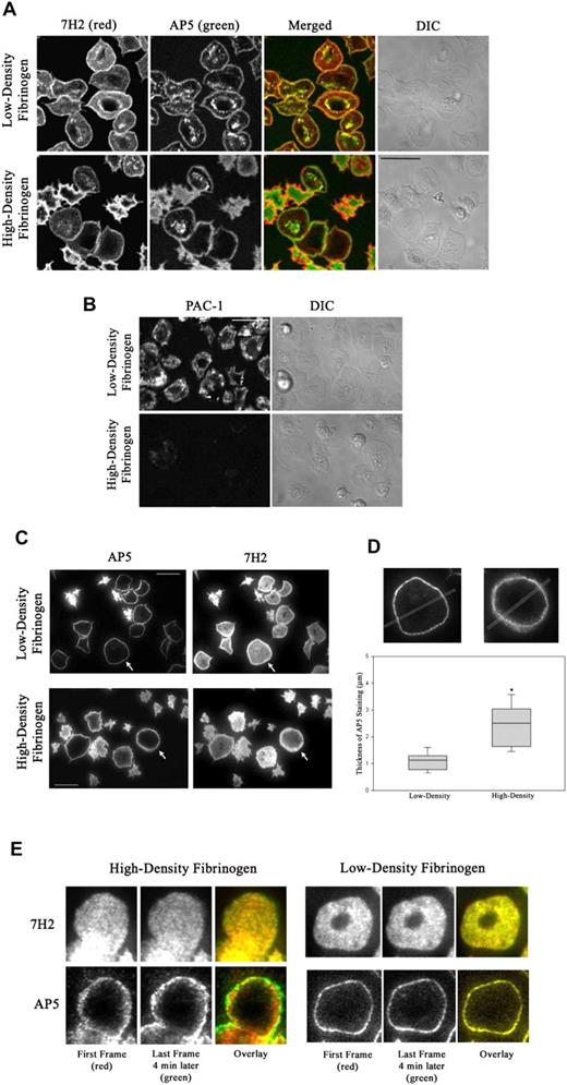 Figure 2. Patterns of total and activated αIIbβ3 in platelets adherent to low- and high-density fibrinogen. Platelets were added to wells coated with fibrinogen and incubated for 1 hour. Wells were then washed and adherent platelets incubated with fluorescently labeled antibodies as described in “Materials and methods.” (A) By confocal microscopy, 7H2 and AP5 staining produced similar patterns on platelets adherent to both low- and high-density fibrinogen, with AP5 staining being more pronounced in the granulomere region in platelets on low-density fibrinogen. (B) PAC-1, mAb specific for activated αIIbβ3, intensely stained the surface of spread platelets on low-density fibrinogen but, under the same conditions, stained only weakly the surface of platelets spread on high-density fibrinogen. Differential interference contrast images (DIC) are shown on the right side for comparison of the platelet morphology. (C) TIR-FM of platelets double stained with AP5 and 7H2 revealed that AP5 staining on the basal surface of platelets spread on low-density fibrinogen appears in a very thin rim at the edge, whereas AP5 staining of spread platelets on high-density fibrinogen is much thicker and diffuse. Cells marked with arrows are magnified in panel D. Bars represent 10 μm. Images shown are representative of at least 2 independent experiments. (D) TIR-FM images were analyzed for the width of AP5 staining by line scan analysis. The box plot shows the median and the 25th and 75th percentiles for 21 and 16 platelets on low- and high-density fibrinogen, respectively, from 3 independent experiments, *P < .001. (E) 7H2 staining of receptors on a platelet spread on high-density fibrinogen is static, whereas AP5 staining shows radial movement. Alexa 546-7H2–labeled platelets were allowed to adhere for 1 hour and then Alexa 488-AP5 was added and both antibodies were imaged using TIR-FM for 5 minutes. The image of a platelet spread on high-density fibrinogen (Video S3) was taken at the beginning of the acquisition period (red) and then 4 minutes later (green). On both low- and high-density fibrinogen, 7H2 staining did not change between the first and last frame as demonstrated by overlay (yellow). AP5 staining of platelet on high-density fibrinogen showed radial extension as judged by the appearance of strong green ring outside the red/yellow staining on the overlaid image. AP5 staining on low-density fibrinogen was without a change between the first and last frame (yellow overlay).