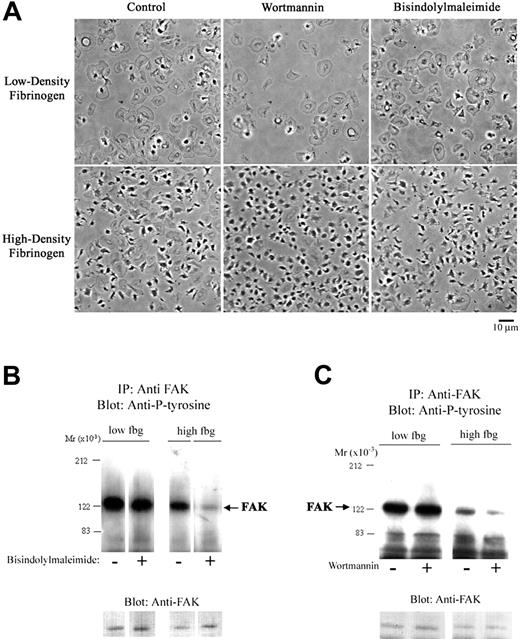 Figure 5. PKC and PI3K inhibition decreases FAK tyrosine phosphorylation and platelet spreading on high-density fibrinogen. Platelets were incubated with bisindolylmaleimide (10 μM; A-B), wortmannin (20 nM; A,C), or vehicle (control) and then allowed to adhere to wells precoated with fibrinogen. (A) Morphology of platelets adherent to low-density fibrinogen did not change with treatment with bisindolylmaleimide or wortmannin. Platelets adherent to high-density fibrinogen in the presence of these inhibitors showed less spreading than the control platelets. (B-C) Presence of PKC or PI3K inhibitors led to a decrease in FAK tyrosine phosphorylation in platelets adherent to high-density fibrinogen only. Noncontiguous lanes from a single blot are shown in both panels B and C. Results shown are representative of 3 independent experiments.