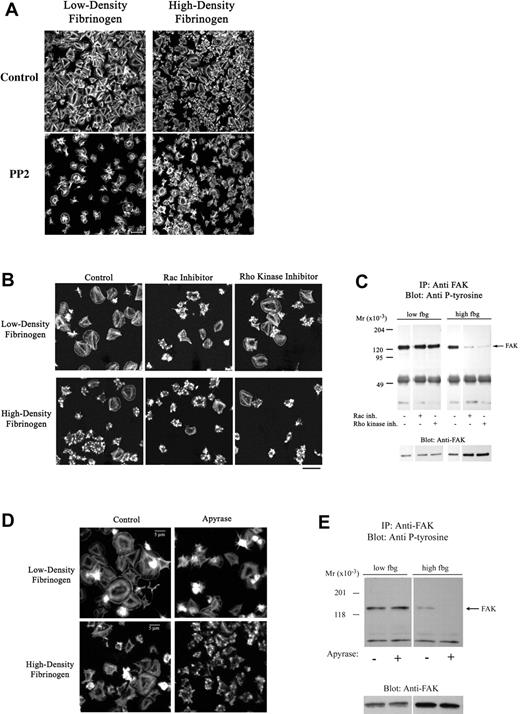 Figure 6. Apyrase and inhibitors of Src, Rac-1, or Rho kinase decrease platelet spreading on fibrinogen. Platelets were allowed to adhere to fibrinogen in the presence of a Src-kinase inhibitor (20 μM PP2), a Rac-1 inhibitor (100 μM NSC23766), or a Rho kinase inhibitor (5 μM H1152) for 1 hour. (A-B) Adherent platelets were fixed, permeabilized, and stained with fluorescently labeled phalloidin for F-actin. The Src (A) and Rac-1 (B) inhibitor and to a lesser extent the Rho kinase inhibitor (B) led to impaired spreading of platelets adhering to both low- and high-density fibrinogen. (C) Analysis of FAK immunoprecipitated from platelets adherent in the presence of Rac-1 and Rho kinase inhibitors revealed decreased phosphorylation of FAK in platelets adherent to high- but not to low-density fibrinogen. (D-E) Presence of apyrase led to less extensive spreading in platelets on both high- and low-density fibrinogen, but to decrease in FAK phosphorylation in platelets on high-density fibrinogen only. Noncontiguous lanes from a single blot are shown. Results shown are representative of 3 independent experiments.