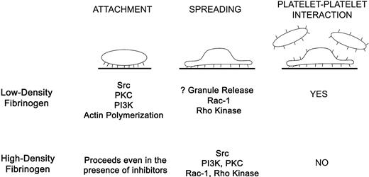 Figure 7. Summary of differences in platelets signaling and spreading during αIIbβ3-mediated interaction with low- versus high-density fibrinogen. Attachment of platelets to low-density fibrinogen requires activity of Src, PKC, and PI3 kinases and actin polymerization. Full platelet spreading depends on Rac-1 and Rho kinase. Platelet adhesion to low-density fibrinogen further leads to inside-out signaling, resulting in αIIbβ3 activation and recruitment of additional platelets on top of the adherent platelets. In contrast, platelet attachment to high-density fibrinogen is possible even in the presence of inhibitors of Src, PKC, PI3-kinase, and actin polymerization. Platelet spreading depends on Src, PI3K, PKC, Rac-1, and Rho kinase activation. Few platelets are recruited to the adherent platelets indicating inadequate inside-out signaling or inhibition of luminal αIIbβ3 activation.