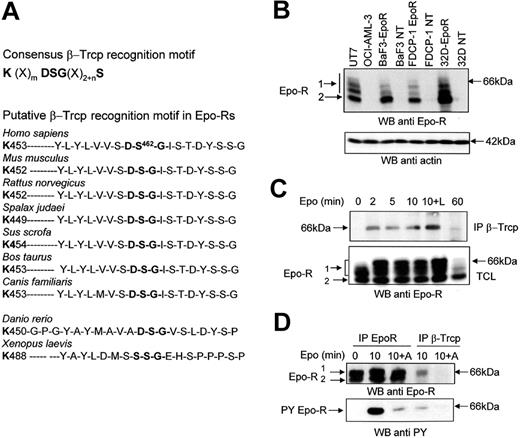 Figure 1. The association between Epo-R and β-Trcp is induced by Epo and requires Jak2 activity. (A) Consensus β-Trcp recognition motif and conserved β-Trcp recognition motif in Epo-Rs from different species. (B) Specificity of anti Epo-R antibodies. Total cell lysates were prepared from UT-7 cells, OCI-AML-3 cells, parental and Epo-R-transfected BaF3, FDCP-1, or 32D cells. Samples corresponding to 5 × 105 cells were analyzed by Western blot (WB) using SantaCruz C-20 (batch K-200) antibodies. The blot was then stripped and reprobed with anti-actin antibodies to ensure equal loading of the samples. (C) Epo-induced association between the Epo-R and β-Trcp. UT-7 cells were serum- and growth factor-starved for 18 hours and incubated for the indicated time with Epo (10 U/mL). Anti-β-Trcp immunoprecipitates and total cell lysates (TCL) were analyzed using anti-Epo-R antibodies. (D) Effect of Jak2 inhibition on the Epo-R/β-Trcp interaction. UT-7 cells were preincubated with AG490 for 15 minutes before stimulation with Epo for the indicated time. Anti-β-Trcp and anti-Epo-R immunoprecipitates were analyzed using antiphosphotyrosine (anti PY) and anti-Epo-R antibodies. Parts B and C: electrophoresis using C = 1.3% polyacrylamide gels.