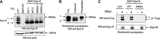 Figure 2. Importance of the Ser 462 of Epo-R for interaction with β-Trcp. (A) Expression of Epo-R in UT-7 cells and in Epo-R-transfected BaF3 cells. Total cell lysates prepared from UT-7 cells, untransfected BaF3 cells, and BaF3 Epo-RWT cells no. 1 and no. 2, BaF3 Epo-RS462Acells no. 1 and no. 2, were analyzed by Western blot (WB) using a C = 1.3% polyacrylamide gel and anti-Epo-R antibodies. The blot was then stripped and reprobed with anti-actin antibodies to ensure equal loading of the samples. (B) Cell surface Epo-R is quantitatively precipitated by streptavidin after bEpo binding. Starved UT-7 cells were stimulated for 10 minutes with 10 U/mL bEpo. Cells were lysed using NP40 1% and lysates were cleared by centrifugation (27,000 g, 20 minutes). Clarified lysates were then precipitated with streptavidin beads. Extracts before streptavidin precipitation (TCL), unbound material, and material precipitated by streptavidin, each corresponding to 5 × 105 cells, were analyzed by Western blot using anti-Epo-R antibodies. (C) Ser 462 of Epo-R is required for β-Trcp binding. After Epo deprivation as described in “Materials and methods,” UT7, BaF3 Epo-RWT, and BaF3 Epo-RS462A cells were stimulated or not with biotinylated Epo (bEpo). Clarified lysates were precipitated with streptavidin beads and the precipitates were analyzed by Western blot using anti-β-Trcp and anti-Epo R antibodies.