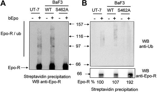 Figure 3. Role of the Ser 462 of Epo-R for Epo-R ubiquitination. (A) After Epo deprivation as described in “Materials and methods,” UT7, BaF3 Epo-RWT, and BaF3 Epo-RS462A cells were stimulated or not with biotinylated Epo (bEpo). Cells were lysed using 1% NP40 and lysates were cleared by centrifugation (27,000g for 20 minutes). Lysates were then precipitated with streptavidin and the precipitates were analyzed by Western blot (WB) using anti-Epo-R antibodies. Ubiquitinated forms of Epo-R are indicated (Epo-R/ub). (B) Same experiments as part A; precipitates were analyzed by an anti-ubiquitin antibody (anti-Ub, upper panel) or an anti-Epo-R antibody (C-20, lower panel). Images were recorded using a Fuji Las3000 camera and quantification of the Epo-R was performed using Multigauge V3.0 software (FujiFilm).