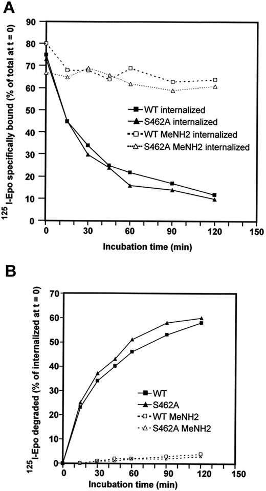 Figure 4. Role of Ser 462 of the cytoplasmic domain in Epo/Epo-R routing to lysosomes. (A) BaF3 cells expressing Epo-RWT or Epo-RS462A were preincubated for 45 minutes with radiolabeled Epo. Cells were washed to remove free iodinated Epo; Epo bound at the cell surface and internalized were then determined. The cells were resuspended in culture medium containing an excess of unlabeled Epo to avoid rebinding of dissociated125I-Epo molecules and incubated at 37°C. At the indicated times, cells were sampled and radioactivity present at the cell surface and inside the cells was measured as previously described.13 BaF3 cells expressing Epo-RWT had accumulated 23,600 cpm/106 cells inside the cells after 45 minutes of preincubation, while BaF3 cells expressing Epo-RS462A had accumulated 29,300 cpm/106 cells in the reported experiment. (B) Degradation of125I-Epo released in the culture medium was tested by TCA precipitation with soluble radioactivity corresponding to degraded Epo. Experiments were performed in the absence (full lines) or in the presence (dotted lines) of methylamine (MeNH2).
