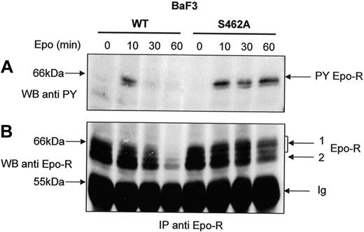 Figure 6. Sustained tyrosine phosphorylation of Epo-RS462A. BaF3 cells expressing either Epo-RWT or Epo-RS462A were preincubated with cycloheximide for 30 minutes and stimulated with Epo for the indicated times. Anti-Epo-R immunoprecipitations (IP) using C-236 anti-Epo-R antibodies were analyzed by Western blot using an antiphosphotyrosine (anti-PY) antibody (A) or anti-Epo-R (C-20) antibody (B) and a C = 1.3% polyacrylamide gel. PY Epo-R: tyrosine-phosphorylated Epo-R, Ig: immunoglobulin heavy chains.