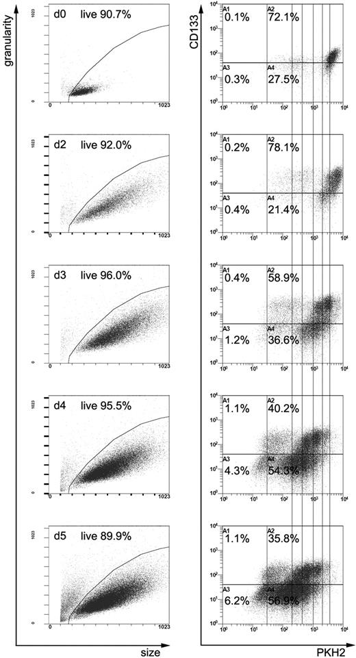 Figure 1. Flow cytometric analyses of PKH2-stained CD34+-enriched cells. PKH2-stained CD34+-enriched cells, either noncultivated (d0) or cultivated in the presence of early-acting cytokines for 2, 3, 4, or 5 days (d2, d3, d4, d5), were measured after labeling with anti-CD34 and anti-CD133 antibodies. The size and the granularity of all cells is plotted in the panels of the first column, and the PKH2 and anti-CD133 staining of the cells located in the live gates (shown in the first column) in the panels of the second column. Quadrants are adjusted according to corresponding isotype controls. Upon cultivation, CD34+ cell increase in size and slightly up-regulate CD133 on their cell surface (compare d0 with d2 plots). Starting at day 3, the content of CD133+ cells and the intensity of the PKH2 staining diminishes over time. Since PKH2 is a plasma membrane intercalating dye, its staining gets diluted with each cell division; the PKH2 intensity therefore reflects the number of cell divisions a given cell has performed during cultivation. The perpendicular lines should help to cluster cells regarding the number of cell divisions they had performed. The amount of cells depicted in all plots is normalized to the cell numbers of day 0; therefore, plots can be compared semiquantitatively. Note the small population with the weaker PKH2 staining follows the same kinetics as the large brightly stained population, demonstrating the reliability of the PKH2 experiment.