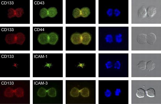 Figure 2. Cell-surface distribution of uropod markers in late mitotic CB-derived CD34+CD133+ cells. Before double labeling with anti-CD133 (red staining) and either anti-CD43, anti-CD44, anti–ICAM-1, or anti–ICAM-3 antibodies (green staining), cells were cultured for 3 days in serum-containing medium supplemented with early-acting cytokines. Note that CD133 as well as the other uropod markers are highly enriched at the cleavage furrow or midbody of dividing CD34+CD133+ cells. Column 1 shows anti-CD133 staining; column 2, anti-CD43, anti-CD44, anti–ICAM-1, and anti–ICAM-3 staining of cultivated CD34+ cells; column 3, merge of columns 1 and 2; column 4, DAPI staining; and column 5, light microscopy images of the stained cells.