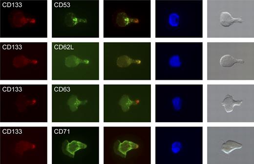 Figure 4. Localization of CD53, CD62L, CD63, and CD71 in polarized CD34+CD133+ cells. CD53, CD63, and CD71 are localized in vesicular-like structures at the base of the uropod. In addition, CD71 is expressed all over the cell surface, including the leading edge (left side of the cell shown in column 2). CD62L is highly localized at the tip of the uropod and colocalizes with CD133. Column 1 shows anti-CD133 staining; column 2, anti-CD53, anti-CD62L, anti-CD63, and anti-CD71 staining of CD34+ cells; column 3, merge of columns 1 and 2; column 4, DAPI staining; and column 5, light microscopy images of the stained cells.