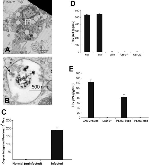 Figure 5. PLMCs isolated from infected placentas harbor infectious HIV virions within MVBs. (A) TEM imaging of PLMCs isolated from HIV+ women at term showed cytoplasmic MVBs (white box) containing (B) apparent 90-nm diameter HIV virions with typical nucleocapsid core particles (indicated by arrow). (C) DNA from IgE-biotin–selected PLMCs isolated from HIV+ women at term showed detectable levels of integrated HIV proviral DNA by PCR. (D) IgE-biotin–selected PLMCs isolated from HIV+ women at term and cultured in the presence of SA (to induce IgE cross-linking–mediated PLMC activation) release infectious virus that is able to infect (allo-) activated cord blood (CB) mononuclear cells. CB1 and CB2 represent 2 independent cord blood samples collected from HIV− fetal donors; allo, γ-irradiated allogeneic PBMCs stimulator cells;CBUI1 and CBUI2, results from uninfected CB cells. (E) IgE-biotin–selected PLMCs isolated from HIV+ women at term and cultured in the presence of SA released significant levels of HIV-p24+ virus (by day 6 after activation) that was used to infect susceptible LAD-2 MCs. Elevated levels of HIV-p24 (∼ 145 pg/mL) were detected in culture supernatant fluids of infected LAD-2 at day 7 after infection. All experiments were performed a minimum of 3 times. All error bars represent standard deviation of the mean of replicate PCR reactions at each data point.