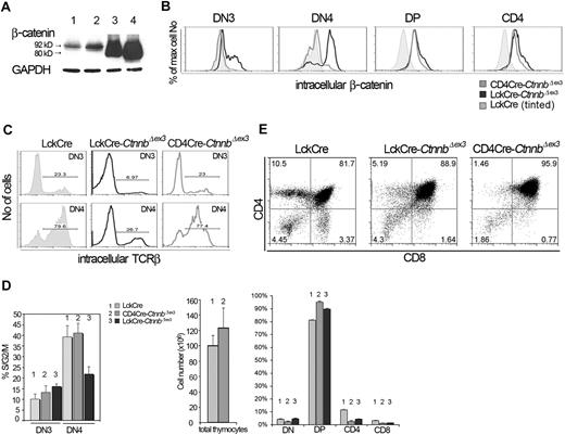 Figure 1. Thymocyte development in CD4Cre-CtnnbΔex3 versus LckCre-CtnnbΔex3 mice. (A) β-Catenin protein levels in total thymocyte extracts from LckCre control (lanes 1-2), LckCre-CtnnbΔex3 (lane 3), and CD4Cre-CtnnbΔex3 (lane 4) mice revealed by Western blot analysis. Arrows depict wild-type and mutated β-catenin. Numbers indicate the predicted molecular weight in kilodaltons. (B) Course of β-catenin stabilization during thymocyte development. Thymocytes from the indicated mice were surface stained for expression of CD4 and CD8, or with a cocktail of lineage-specific antibodies (“Materials and methods”) combined with staining for surface expression of CD44 and CD25. Cells were then permeabilized and stained with anti–β-catenin FITC. Histogram overlays of electronically gated cells in the indicated subsets are representative of 4 independent experiments. (C) Intracellular TCRβ expression of DN3- and DN4-stage thymocytes. Thymocytes from the indicated mouse strains were surface stained as in panel B prior to permeabilization and staining for intracellular TCRβ expression (TCRβ-PE). Histograms depict intracellular TCRβ expression in the indicated electronically gated subsets. Numbers in the histograms indicate the fraction of TCRβ-positive cells and are representative of 5 independent experiments. (D) Fraction of DN3- and DN4-stage thymocytes in S/G2/M phases of the cell cycle. Thymocytes were surface stained as in panel B prior to permeabilization and intracellular staining with the DNA binding dye 7AAD to estimate their DNA content. Histogram bars represent the average values of 5 independent experiments; error bars represent standard deviation. (E, upper panels) CD4/CD8 profiles of thymocytes from the indicated mouse strains; the numbers in the quadrants indicate the percentage of cells in each. Profiles are representative of 6 independent experiments. (E, lower panels) Thymic cellularity was estimated in 4- to 8-week-old mice. Percent distribution of the different thymocyte subsets was determined after surface staining for CD4 and CD8. Data represent average values from 6 LckCre, 6 CD4Cre-CtnnbΔex3, and 5 LckCre-CtnnbΔex3. Standard errors are included. While LckCre-CtnnbΔex3 thymi have reduced cellularity,22,23 the cellularity of CD4Cre-CtnnbΔex3 thymi (P = .455) and the number of DPs (P = .2348) were comparable to LckCre controls in contrast to the absolute number of SPs, which was reduced in CD4Cre-CtnnbΔex3 mice (P = .013 for CD4 and P = .007 for CD8). The fraction of DPs significantly increased in CD4Cre-CtnnbΔex3 (P = .001) and LckCre-CtnnbΔex3 (P = .001) compared to LckCre mice. The fraction of SPs was significantly reduced in CD4Cre-CtnnbΔex3 (P = .001 for CD4+ and CD8+) and LckCre-CtnnbΔex3 (P = .001 for CD4+ and CD8+). Reduction in the fraction of SPs was comparable between CD4Cre-CtnnbΔex3 and LckCre-CtnnbΔex3 mice (P = .14 for CD4+ and P = .34 for CD8+).