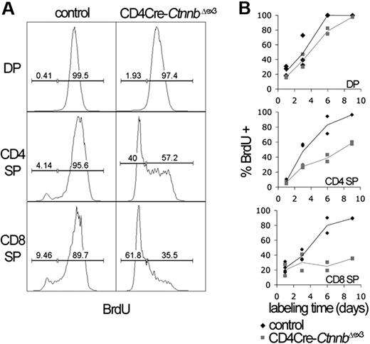 Figure 2. Stabilization of β-catenin induces a DP to SP developmental block. (A) The kinetics of developing CD4Cre-CtnnbΔex3 thymocytes were investigated by BrdU incorporation studies. Analysis of the BrdU content in the indicated subsets was done after electronic gating on subsets defined by expression of CD4, CD8, and TCRβ. Histograms are representative of BrdU incorporation at day 9 of treatment. Bars indicate gates for BrdU+ or BrdU− cells and the numbers above the bars indicate percentages of labeled or unlabeled cells in each subset. (B) Turnover of CD4+CD8+ (DP) and production rate of mature single-positive (CD4 SP and CD8 SP) thymocytes. Mature thymocytes are defined as TCRβ hi and either CD4+CD8− or CD4−CD8+. The percentages of labeled cells of control and CD4Cre-CtnnbΔex3 mice are shown. Two to 4 control and CD4Cre-CtnnbΔex3 mice were in each time point.