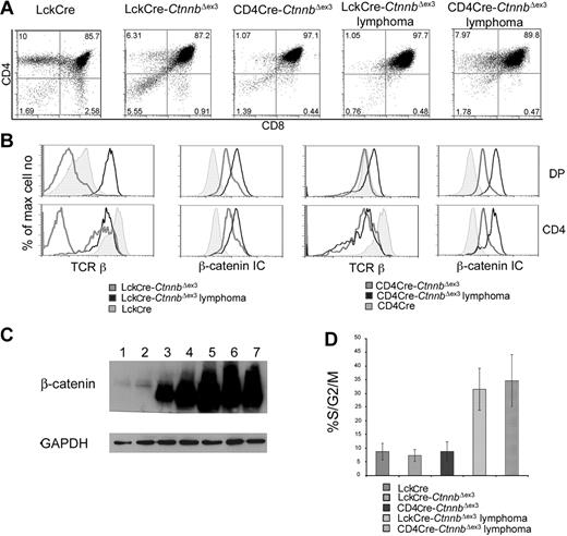 Figure 3. β-catenin induces T-cell lymphomas. (A) CD4/CD8 profile of β-catenin–dependent lymphomas. Thymocytes from the indicated mice or thymic lymphomas were stained with antibodies against CD4, CD8 and analyzed by FACS. (B) Surface expression of TCRβ and intracellular expression of β-catenin in the indicated subsets analyzed by FACS. Thymocytes were surface stained with antibodies against CD4, CD8 as well as TCRβ. To evaluate intracellular β-catenin expression, surface-stained thymocytes were permeabilized and stained with anti–β-catenin FITC. Profiles presented in panels B-C are representative of 4 independent experiments. (C) Western blot analysis of β-catenin protein expression in total thymocytes isolated from LckCre (lanes 1-2), LckCre-CtnnbΔex3 (lane 3), and CD4Cre-CtnnbΔex3 (lane 4) mice, as well as LckCre-CtnnbΔex3 (lane 5) and CD4Cre-CtnnbΔex3 lymphomas (lanes 6-7). GAPDH was used as loading control. (D) Fraction of DP thymocytes and transformed cells in S/G2/M phase of the cell cycle. Thymocytes or lymphomas were stained with antibodies to CD4, CD8 followed by intracellular staining with 7AAD. DP cells were gated and the percentage of cells in the S/G2/M phase from 4 to 6 independent experiments was averaged and plotted in the bar histograms. Error bars represent standard error values.