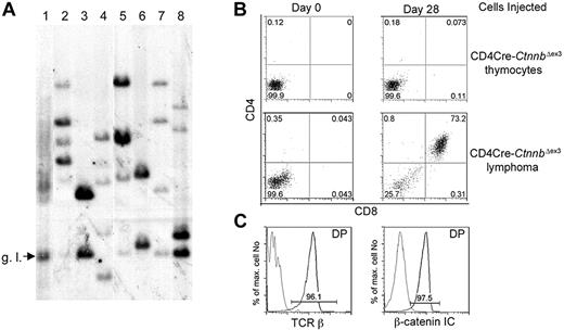 Figure 4. β-Catenin lymphomas are malignant as well as oligoclonal. (A) Genomic DNA was prepared from LckCre thymocytes (lane 1), LckCre-CtnnbΔex3 lymphomas (lanes 2-4), and CD4Cre-CtnnbΔex3 lymphomas (lanes 5-8) and digested with EcoRI. Digested DNAs were electrophoresed through agarose gels and blotted onto nitrocellulose. Southern blots were probed with a P32-labeled 1.2-kb EcoRI-ClaI genomic fragment recognizing the Jβ2 region of the TCRβ gene locus (“Materials and methods”). g.l. indicates the fragment expected for the germ-line TCRβ gene configuration. (B) CD4Cre-CtnnbΔex3 thymocytes or CD4Cre-CtnnbΔex3– and LckCre-CtnnbΔex3–derived lymphomas (2 × 105 cells) were injected into sublethally irradiated Rag2−/−γc−/− double knock-out mice by tail vein injection. Injected mice were bled on the day of the injection and then weekly starting at 2 weeks after injection. CD4/CD8 profiles of white blood cells from injected Rag2−/−γc−/− mice. Profiles are representative of 2 independent transfer experiments involving 9 recipients and 3 independent tumors (2 CD4Cre-CtnnbΔex3 and 1 LckCre-CtnnbΔex3). (C) Expression of TCRβ (black) compared to isotype control (gray) or β-catenin (black) compared to isotype control (gray) in DP splenocytes at 5 weeks after adoptive transfer.
