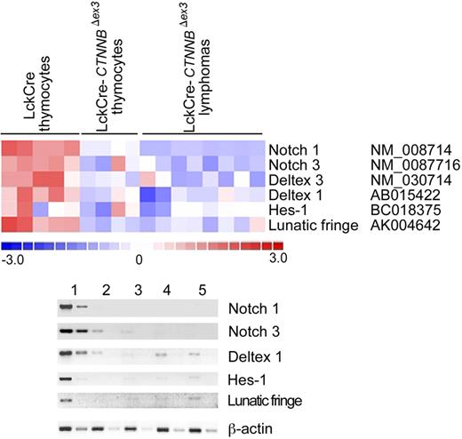 Figure 6. β-Catenin lymphomas do not show Notch activation. (A) Illustration of the expression of Notch family members and target genes that show significant (P < .05) expression changes when comparing microarray data from control LckCre to CD4Cre-CtnnbΔex3 pretransformed thymocytes or the resulting lymphomas. Expression changes are color coded; red indicates up-regulation and blue indicates down-regulation. Columns represent independent RNA preparations as indicated. Rows are independent genes; the identity and accession number of the genes is indicated. (B) Semiquantitative RT-PCR of Notch1, Notch3, Deltex1, Hes1, and Lunatic-Fringe transcription (“Materials and methods”). RNA was isolated from sorted DP thymocytes of LckCre control (lane 1), and CD4Cre-CtnnbΔex3 thymocytes (lane 2), as well as 3 independent CD4Cre-CtnnbΔex3 lymphomas (lanes 3-5). RT-PCR for β-actin was used to equilibrate the samples. Two 5-fold serial dilutions are shown.
