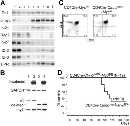 Figure 7. c-Myc is induced during β-catenin lymphomagenesis and it is required for transformation. (A) Northern blot analyses using RNAs extracted from LckCre (lanes 1-2), LckCre-CtnnbΔex3 (lane 3), CD4Cre-CtnnbΔex3 (lane 4) thymocytes, as well as from 2 independent LckCre-CtnnbΔex3 (lanes 5-6) and 1 CD4Cre-CtnnbΔex3 (lanes 7-9) lymphomas. Blots were hybridized with P32-labeled probes for the indicated genes (“Materials and methods”). (B) Western blot analysis showing stabilization of β-catenin and DNA-PCR showing deletion of c-Myc floxed allele in sorted DP thymocytes from CD4Cre (lane 1), CD4Cre-CtnnbΔex3 (lane 2), CD4Cre-Mycfl/fl (lane 3), and CD4Cre-CtnnbΔex3-Mycfl/fl (lane 4) mice. (C) CD4/CD8 profiles of CD4Cre-Mycfl/fl and CD4Cre-CtnnbΔex3-Mycfl/fl thymi. (D) Kaplan-Meyer tumor-free survival curves of CD4Cre-CtnnbΔex3-Mycfl/+ and CD4Cre-CtnnbΔex3-Mycfl/fl mice. The median latency of lymphoma was 101 days and the incidence of lymphoma was 70% in CD4Cre-CtnnbΔex3-Mycfl/+ mice.
