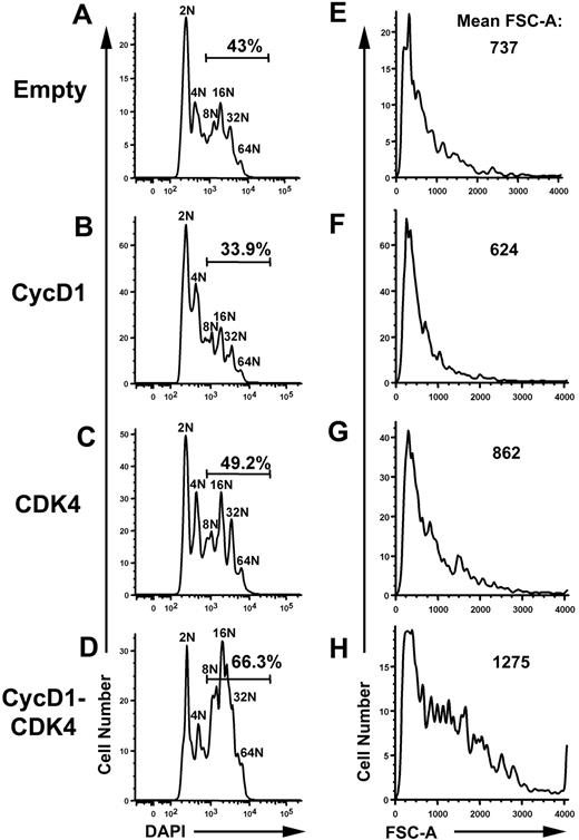 Figure 3. Ectopic expression of cyclin D1 and Cdk4 results in an increase in polyploidization and cell size of GATA-1 KD megakaryocytes. (A-D) Ploidy analysis of BSA gradient–purified GATA-1 KD megakaryocytes was performed using flow cytometry of DAPI-stained cells. Cells were doubly infected with the MigR1 containing EGFP and pCS containing hCD25. Cyclin D1 was cloned into MigR1 and Cdk4 was cloned into pCS allowing for double infection and expression of cyclin D1 alone, Cdk4 alone, or cyclin D1 and Cdk4. Double-infected cells were selected through gating of EGFP-positive and CD25 double-positive cells. Bars indicate the percentage of cells that have DNA content of 8N or greater. One representative of 3 experiments is shown. (E-H) Cell size analysis performed using flow cytometry of the infected cells described in panels A-D. Double-positive cells were analyzed using histograms of forward scatter–area to compare cell size. Values for the mean FSC-A are indicated for each population of doubly infected cells. One representative of 3 experiments is shown.