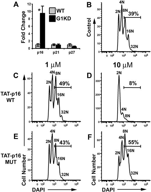 Figure 6. p16 inhibits polyploidization. (A) qRT-PCR of mRNA isolated from wild-type and GATA-1 KD megakaryocytes for p16, p21, and p27. GATA-1 KD mRNA levels are shown relative to wild-type expression. P values determined using Student t test. Asterisk indicates P ≤ .01. One representative of 2 experiments, each in triplicate, is shown. For each study, the mean ± 1 SD is shown. (B) Purified, untreated wild-type megakaryocytes were differentiated for 3 days and stained with DAPI. (C,E) Wild-type megakaryocytes were treated with either wild-type TAT-p16 fusion peptide or a charge-matched mutant TAT-p16 peptide at a concentration of 1 μM. Peptide was added 3 times during the second day of differentiation due to instability of the TAT peptides. Cells were fixed and stained with DAPI on day 3 of differentiation. (D,F) Wild-type megakaryocytes were treated with the peptides used in panels C and E at a concentration of 10 μM. Cells were fixed and stained with DAPI on day 3 of differentiation. Gates indicate the percentage of cells at a ploidy class of 8N or greater. One representative of 2 experiments is shown.