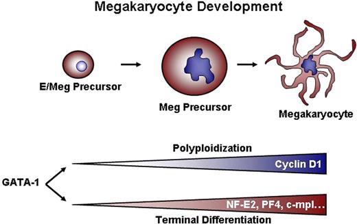 Figure 7. Dual requirements for GATA-1–dependent megakaryocyte development. We conclude that GATA-1 controls 2 sets of genes: One group, including cyclin D1, regulates growth and polyploidization. A second class of targets, which includes genes such as NF-E2, PF4, and c-mpl, drives terminal maturation and platelet biosynthesis. The observation that ectopic cyclin D1–cdk4 can cause increased size and DNA content without concomitant expression of NF-E2, PF-4, and c-mpl indicates that the 2 processes (ie, polyploidization and terminal maturation) can be uncoupled from one another.