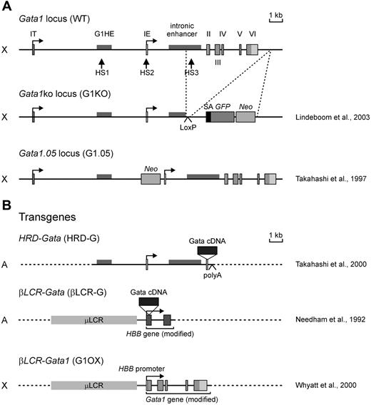 Figure 1. Germ line Gata1 mutants and transgenic lines used in this study. (A) Schematic representation of the Gata1 germ line mutants and (B) the constructs used for the generation of βLCR and HRD transgenic mice used in this study. Chromosomal localization of mutants and transgenes is indicated on the left; X = X chromosome; A = autosome. References to the original description of mutant or construct are given. The HRD constructs are based on the mouse Gata1 locus. IT and IE: testis- and erythroid-specific first exon, respectively; G1HE = Gata1 hematopoietic element; HS = DNaseI hypersensitive site; SA = splice acceptor; GFP = green fluorescent protein; Neo = neomycin resistance gene. The βLCR constructs are based on the human LCR (βLCR) and human β-globin gene (HBB). Abbreviations used to refer to the germ line mutants and transgenes are shown between brackets.