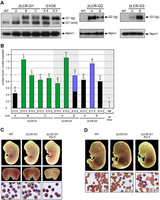 Figure 2. Rescue of the Gata1 knockout by βLCR-driven Gata transgenes. (A) Characterization of βLCR-G transgenic mice. Western blot analysis of E12.5 fetal liver cells from βLCR-G1, βLCR-G2, and βLCR-G3 transgenic lines showing different expression levels of the transgene-derived Gata factors. Gata1 expression of the G1OX line10 is shown for comparison with the βLCR-G1 lines; X:X = heterozygous female; X:Y = hemizygous male. Staining of the same blots with an antibody against nucleophosmin (Npm1) was used as a loading control. (B) Rescue of the Gata1 knockout by the βLCR-G transgenes. Fetuses were isolated at the time points indicated; the bars represent the number of βLCR-G::G1KO:Y fetuses divided by the number expected according to Mendelian inheritance. n = total number of fetuses isolated. NB = newborn. Green: alive fetuses of normal size; blue: growth retarded fetuses; black: dead fetuses. **: number observed lower than expected; P < 0.01. (C) Rescue of G1KO fetuses by the βLCR-G1 transgene (line B) at E12.5. Top panel: E12.5 fetuses of genotypes indicated. Middle panel: their fetal livers. Bottom panel: erythroid cells from the circulation. (D) The βLCR-G1 transgene (line B) can rescue G1KO fetuses until E15.5. Top panel: E15.5 fetuses of genotypes indicated. Bottom panel: erythroid cells from the circulation; the percentage of nucleated cells is indicated; original magnification, 40×.