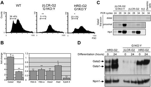 Figure 6. Gata2 expression during terminal differentiation of βLCR-G2::G1KO:Y and HRD-G2::G1KO:Y fetal liver cells. βLCR-G2 line A was used. (A) Size distribution of TER119+ wild-type, βLCR-G2::G1KO:Y, and HRD-G2::G1KO:Y cells after 2 days in hanging drop cultures. The percentage of small, enucleated cells is indicated. Significant difference: *, P < 0.05; **, P < 0.01; compared with WT (unpaired t test). (B) RQ-PCR analysis of gene expression. RNA was isolated from βLCR-G2::G1KO:Y fetal liver cells, and gene expression was determined with real-time quantitative RT-PCR as described previously.28 Bar graphs depict higher (white area) or lower (gray area) expression levels relative to WT fetal liver cells; error bars indicate ± SD (n ≥ 3 for each gene measured). Significant difference: *, P < 0.05; **, P < 0.01 compared with WT (unpaired t test). (C) RT-PCR detecting the distal and proximal exon 1 of endogenous Gata2 mRNA; RNA from dendritic cells is a positive control for detection of distal exon 1. (D) Top panel: Western blot of βLCR-G2-and HRD-G2-derived Gata2 in Gata1-null cells during erythroid differentiation; expression of Gata1 and Gata2 in HRD-G2 cells wild type for endogenous Gata1 is shown for comparison. Bottom panel: detection of Npm1 serving as a loading control.