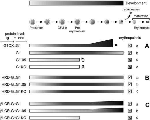 Figure 7. Dynamic regulation of Gata factor levels is essential for definitive erythroid development. Development of the definitive erythroid lineage is shown from progenitor cells to the terminally differentiated enucleated erythrocyte. (A) Gata 1 expression in the germline mutants used in this study. (a) Overexpression of Gata1 at late stages of development blocks terminal differentiation including enucleation. (b) In wild-type cells, Gata1 expression increases around the CFU-e/proerythroblast stage.61 (c) Low expression of Gata1 in the G1.05 mutant allows erythroid cells to develop until the proerythroblast stage. Prolonged survival of progenitors can result in a leukemic condition. (d) Gata1-null cells succumb to apoptosis at the proerythroblast stage. (B) (a) HRD-G transgenes reproduce the expression pattern of endogenous Gata1. (b and c) HRD-G transgenes rescue the G1.05 and G1KO germ line mutations, respectively. (C) (a) βLCR-G cDNA transgenes are expressed at low levels in progenitors and are sharply upregulated at late stages of development. (b) combination of the βLCR-G1 transgene with the G1.05 mutation results in partial rescue of erythroid development. (c) βLCR-G transgenes are expressed but fail to be upregulated in G1KO erythroid progenitors. Development is blocked but apoptosis is rescued. The intensity of black shading indicates protein expression levels; sloped lines indicate overexpression.