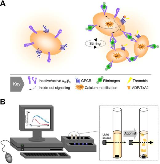 Figure 1. Traditional model of platelet aggregation. (A) Based on studies with the platelet aggregometer, 3 key elements have been identified as important for platelet aggregation: an activating stimulus (typically a soluble agonist), a plasma protein (predominantly fibrinogen), and a platelet surface receptor (integrin αIIbβ3 or GPIIb-IIIa). Agonist-induced activation of integrin αIIbβ3 is essential for the binding of fluid-phase fibrinogen, which as a consequence of its dimeric structure, can physically bridge 2 adjacent platelets. (B) The platelet aggregometer is a relatively simple technique that involves stirring a suspension of platelets in the presence of a platelet activating substance and by monitoring changes in light transmission, the device can accurately monitor platelet clumping (aggregation) in suspension.