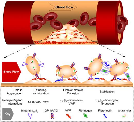 Figure 2. Involvement of multiple adhesion receptor-ligand interactions in platelet aggregation under high shear flow. Under conditions of rapid blood flow (typically wall shear rates > 1000 s−1), the initial tethering of platelets to the surface of immobilized platelets involves VWF-GPIb interaction. This adhesive interaction is rapidly reversible and at shear rates up to 10 000 s−1 does not readily support stable platelet-platelet adhesion, resulting in platelet movement (translocation) across the thrombus surface. Platelet stimulation by one or more soluble agonists during translocation promotes the binding of VWF and fibronectin to integrin αIIbβ3, leading to sustained platelet-platelet adhesion. At elevated shear rates, the principal role of the fibrin(ogen)-integrin αIIbβ3 interaction is to stabilize formed aggregates.