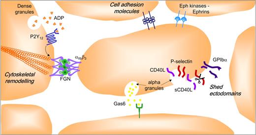 Figure 4. Factors stabilizing formed platelet aggregates. The intercellular space between aggregating platelets facilitates interaction between integrins and their ligands and other adhesion molecules, and promotes activation of Eph receptor kinases by cell surface ephrins. This narrow space also provides a protective environment for the accumulation of soluble agonists (ADP, thrombin, and TXA2), Gas-6, and the proteolytically shed exodomains of platelet surface proteins (GPIb, P-selectin, sCD40L).