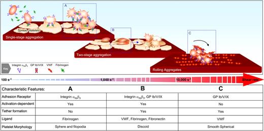 Figure 5. Distinct mechanisms initiating platelet aggregation at various shear rates. (A) Platelet aggregation at shear rates < 1000 s−1 is predominantly mediated by the interaction of fibrinogen with integrin αIIbβ3. Under these conditions, stable aggregation typically occurs between shape-changed platelets. (B) At shear rates between 1000 and 10 000 s−1, a distinct 2-stage aggregation process can be identified. The initial formation of aggregates occurs between discoid platelets, is mediated by membrane tethers, and is dependent on the adhesive function of both GPIb and integrin αIIbβ3. Conversion of reversible aggregates to stable aggregates is associated with platelet shape change and is dependent on the generation of soluble agonists, particularly ADP. (C) At shear rates > 10 000 s−1, platelet aggregation can be initiated independent of integrin αIIbβ3 or platelet activation and is exclusively mediated by the VWF-GPIb interaction. Although the initial aggregates form between discoid platelets, at such high shears, the platelets adopt a smooth spherical morphology and roll (translocate in a rotational manner) across the VWF surface (unpublished observations, Erik Westein and Shaun P. Jackson). (Figure was adapted with permission from Maxwell et al.59)