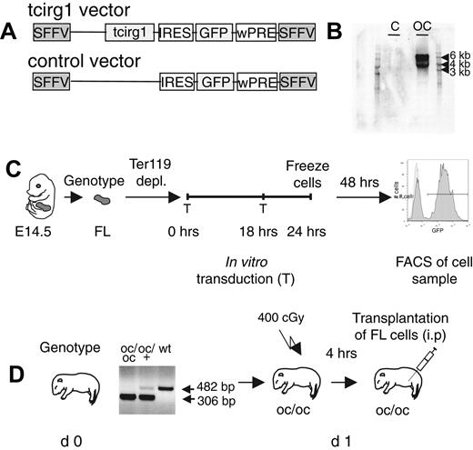 Figure 1. Vector design and experimental setup. (A) Design of retroviral vectors. The backbone in both vectors contains SFFV LTRs and a wPRE. The upper vector contains murine tcirg1 cDNA followed by an IRES, and GFP and is denoted the tcirg1 vector. The lower vector control vector contains an IRES sequence followed by GFP. (B) Northern blot showing mRNA expression of tcirg1 in the transduced cell line 3T3. (C) FL harvest, Ter119 depletion, in vitro transduction, and analysis. (D) Genotyping, irradiation, and transplantation of oc/oc mice.
