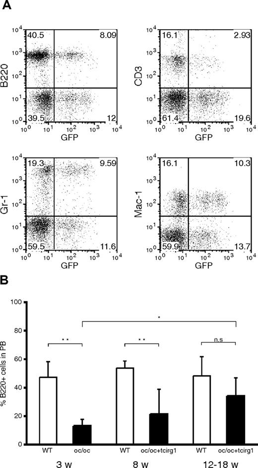 Figure 2. Multilineage reconstitution of transduced cells in oc/oc+tcirg1 mice and reversal of peripheral blood B-cell deficiency in oc/oc+tcirg1 mice. (A) The peripheral blood of an 18-week-old oc/oc+tcirg1 mice was analyzed for expression of GFP and lineage markers. Percentage positive cells as indicated in the graph. (B) The percentage of B220-positive cells in the peripheral blood of oc/oc, oc/oc+tcirg1, and WT mice was analyzed at the time points indicated. The mean value and SD is shown (n = 4-6 mice per group).