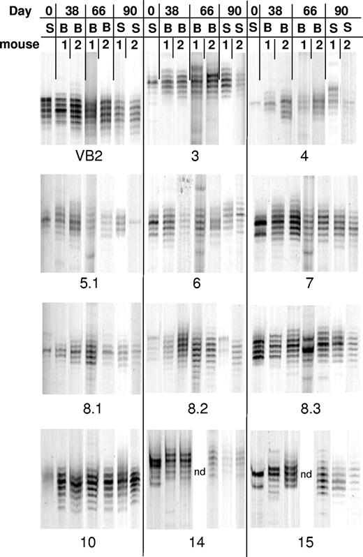 Figure 4. GVHD T cells can generate complex T-cell repertoires early after transplantation. Lethally irradiated (1100 cGy) AKR mice were transplanted with Rag-1 BM (5 × 106) and 5 × 105 T cells that were obtained 19 to 20 days after BMT from B6→AKR chimeras as in Figure 1. Spleen cells from individual chimeras were then each transplanted into 2 secondary AKR hosts, and animals were serially bled at days 38 and 66 days after BMT. Spectratypes from 2 mice that received splenocytes from mouse A (see Figure 3) are depicted. Repertoire skewing of input splenocytes when present is shown in lane S. Spectratypes of selected BV families from serial peripheral blood (B) samples are shown at 38 and 66 days after BMT, whereas the corresponding T-cell repertoire in the spleen (S) is depicted 90 days after transplantation. Data in these studies were obtained from mice whose day 90 splenic T-cell repertoires are also depicted in Table 1, Experiment 1. ND indicates not done because of technical failure.