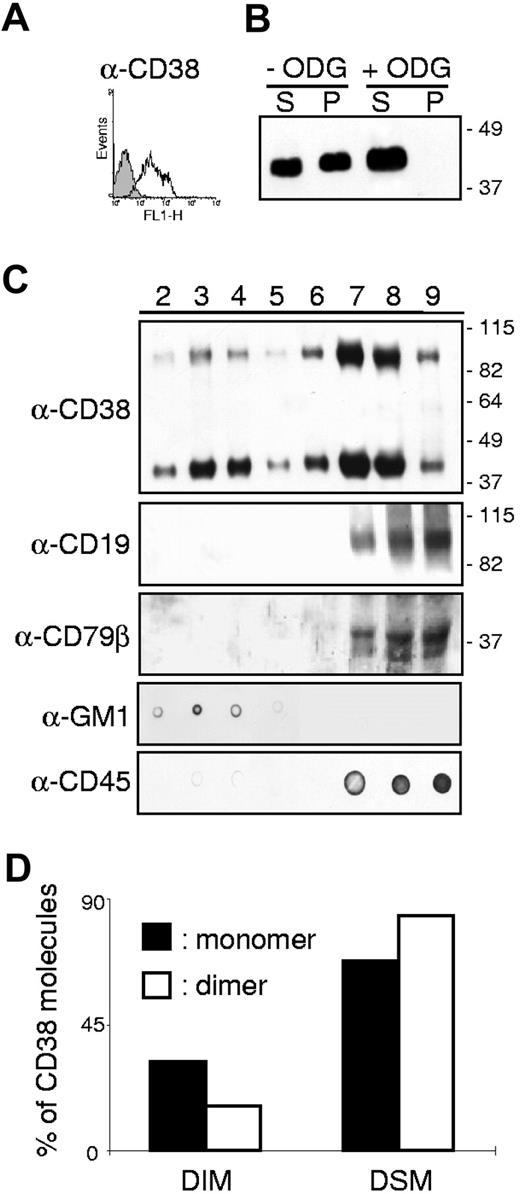 Figure 1. Membrane localization of CD38 molecules in human tonsillar B cells. (A) Cell surface expression of CD38 (open profile) in tonsillar B lymphocytes. Background staining is shown in gray. X-axis: intensity of fluorescence; y-axis: number of events. (B) Tonsillar B cells were lysed in 1% Brij98 and the lysates fractionated into a supernatant of soluble proteins (S) and a pellet (P) of insoluble proteins by centrifugation. Proteins were separated on 10% SDS-PAGE under nonreducing conditions, transferred to nitrocellulose membranes, and blotted with the anti-CD38 antibody SUN-4B7. Where indicated, ODG was added to the lysis buffer. The data shown are representative of 3 independent experiments. (C) Tonsillar B cells lysed as indicated in the Membrane fractionation paragraph of Materials and methods were fractionated on a sucrose gradient. Aliquots of the 8 recovered fractions were separated on a 10% SDS-PAGE and immunoblotted with the indicated antibody. The localization of the GM1 ganglioside and of CD45 was checked with a dot blot as a control of the correct separation of the different membrane fractions. The data are representative of 5 independent experiments (D) The intensity of the bands corresponding to the CD38 monomer (black histogram) and dimer (open histogram) in each fraction was measured using the ImageJ software. The bars represent the sum of the bands in fractions 2 to 4 (DIM) or 5 to 9 (DSM) divided by the sum of all fractions.