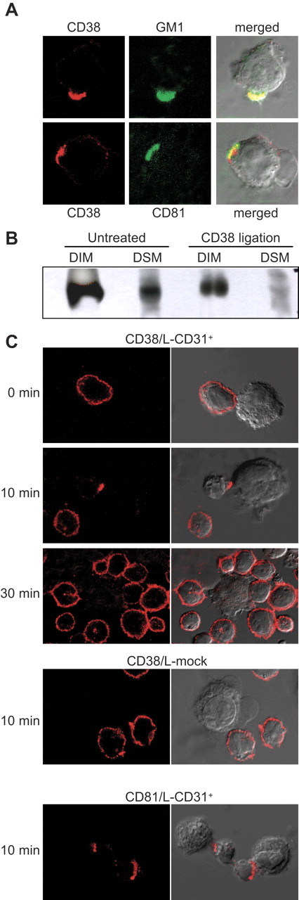 Figure 2. CD38 engagement is followed by raft translocation. (A) CD38 molecules were stained with the AT-1 antibody followed by a Texas Red–GαMIg. The cells were then moved to 37°C for 40 minutes before stopping the experiment and staining for the GM1 ganglioside and CD81 using FITC-labeled reagents. (B) Tonsillar B cells were treated with the agonistic anti-CD38 antibody followed by a goat anti–mouse IgG used as a cross-linker for 5 minutes. After treatment, cells were lysed with Brij98 and the different membrane fractions separated by ultracentrifugation. Fractions 2 to 4 and 8 to 9 were pooled together and considered DIM and DSM, respectively. Proteins were precipitated, separated, and immunoblotted for CD38. (C) CD38+ tonsillar B cells and L-CD31+ or control L-mock fibroblasts were mixed at a 10:1 ratio, cocentrifuged, and incubated at 37°C for the indicated time. After stopping the experiment, CD38 or CD81 molecules were visualized by an indirect method using a Texas Red–GαMIg. Heteroconjugates were identified by visual observation under an Olympus 1 × 71 confocal microscope at 60 × magnification. Images are representative of 6 independent experiments.