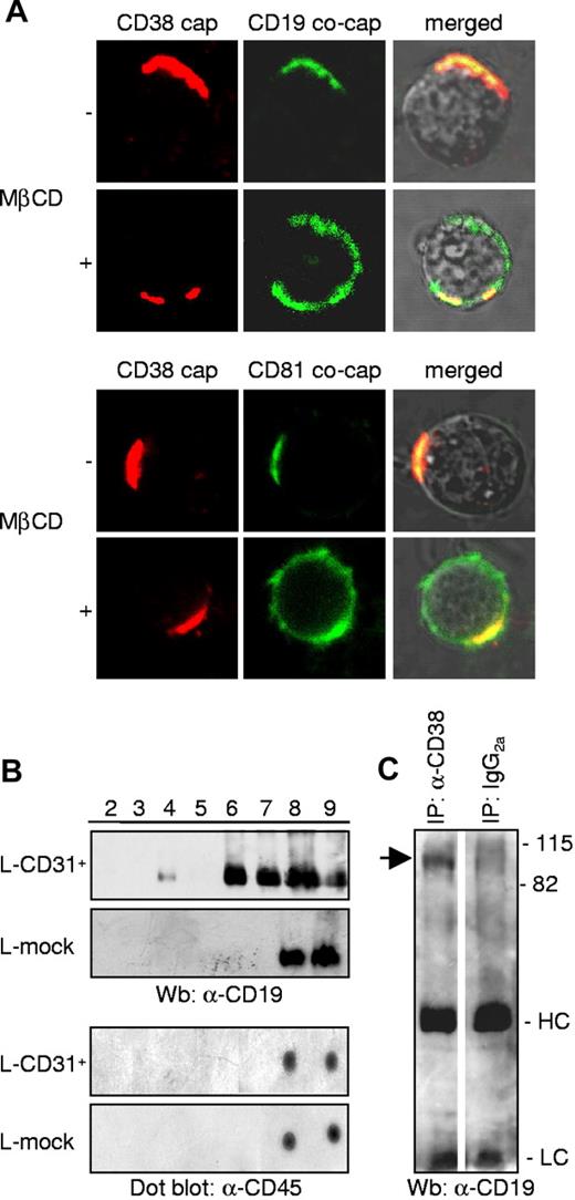 Figure 3. CD38/CD31 cross-talk induces CD38/CD19 lateral association within lipid rafts. (A) Representative images of cocapping experiments between CD38 and CD19 or CD81 in tonsillar B lymphocytes. When indicated, cells were pretreated with MβCD, a cholesterol-chelating agent used to disrupt the rafts. Images were taken at 60 × magnification. (B) CD38+ B cells and L-CD31+ transfectants were interacted for 5 minutes, before lysis with Brij98 and membrane separation by ultracentrifugation. CD19 molecules were highlighted by Western blotting, while CD45 was detected by means of a dot blot using the same lysates. (C) Nalm-6 B cells were treated with anti-CD38 antibody (10 minutes, on ice) followed by a DαMIgG (10 minutes, on ice) and incubated at 37°C for 5 minutes. Lysates were then immunoprecipitated using the anti-CD38 OKT10 antibody, or an irrelevant isotype-matched antibody. CD19 molecules were visualized by Western blotting.