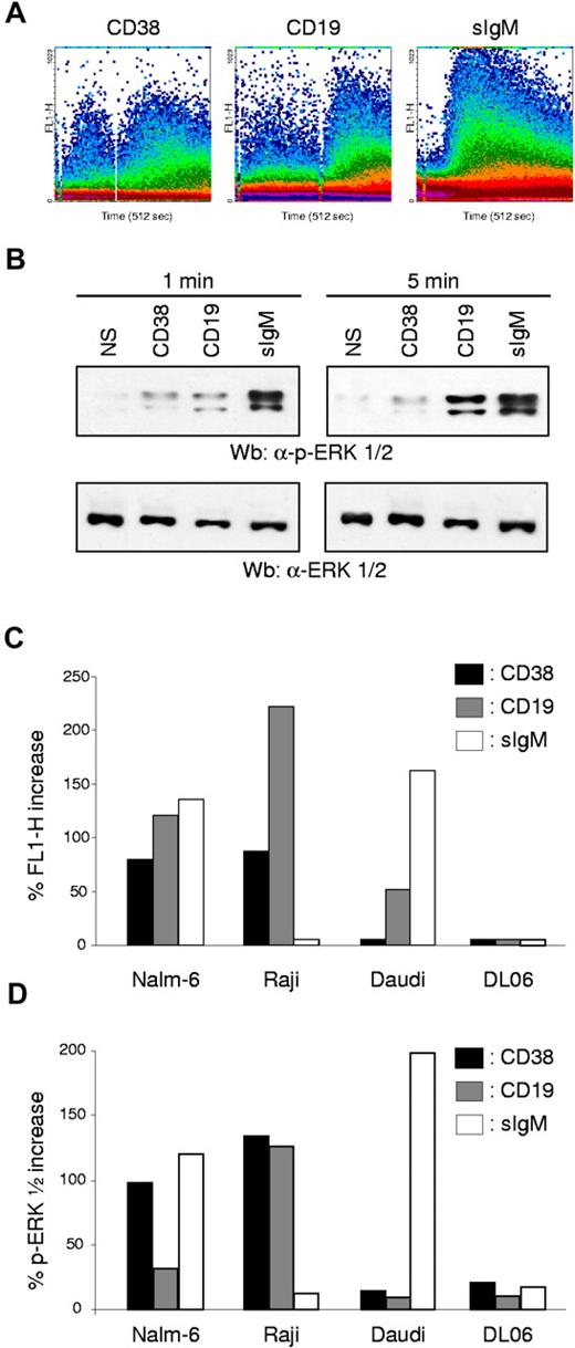 Figure 4. CD38 and CD19 are part of a supramolecular functional complex in human B cells. CD38 ligation in human B cells is followed by Ca2+ fluxes (A) and by ERK1/2 phosphorylation (B). CD19- and sIgM-mediated signals were comparatively assayed. Tonsillar B lymphocytes were labeled with Fluo 3-AM, washed, and analyzed continuously using a FACSort. The primary antibody was added 10 seconds after beginning the analysis and was followed by a cross-linker antibody (for anti-CD38 and anti-CD19) after approximately 2 to 300 seconds. ERK1/2 phosphorylation was checked 1 and 5 minutes after receptor ligation by using specific reagents in a Western blot system. (C-D) Ca2+ fluxes and phosphorylation of ERK1/2 proteins induced by CD38, CD19, and sIgM ligation were checked in a panel of cell lines using the same experimental approaches as in (B). In both cases, bars represent the percentage of increase over background levels, obtained after incubating the cells with an irrelevant antibody.