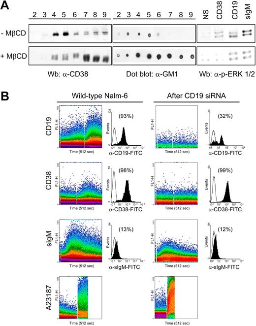Figure 6. Localization in lipid microdomains and association with CD19 are necessary for CD38 signals. (A) Nalm-6 cells were treated with 10 mM MβCD (30 minutes, 37°C) prior to lysis and sucrose gradient centrifugation. Aliquots of the 8 recovered fractions were separated on a 10% SDS-PAGE and immunoblotted with anti-CD38 antibody. The localization of the GM1 ganglioside was checked with a dot blot. Untreated cells were used as the control. Loss of lipid microdomain integrity is followed by redistribution of CD38 molecules (left panel) and by impaired CD38 signaling (right panel), as witnessed by lack of ERK1/2 phosphorylation. (B) CD38-mediated Ca2+ fluxes were studied in Nalm-6 cells before and after CD19 silencing. sIgM Ca2+ signals were checked as control and were not significantly affected by CD19 siRNA treatment. The black histograms represent cell surface expression of the indicated molecules before and after CD19 siRNA treatment, plotted against an isotype-matched control (open profiles). Percentages refer to the number of positive cells. The Ca2+ ionophore A23187 was used to check the efficient loading of the cells.