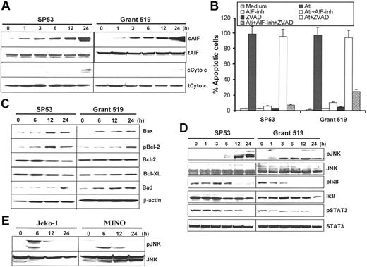Figure 5. Atiprimod-induced intracellular signaling and activation of the mitochondrial apoptotic cascades in MCL cells. Western blot analyses showing the protein levels in cells treated with atiprimod for different times: (A) Cytosolic (c) and total (t) AIF and cytochrome c. (B) MCL cell apoptosis induced by atiprimod in the presence or absence of AIF inhibitor (inh) N-phenylmaleimide and/or pan-caspase inhibitor Z-VAD (ZVAD). Apoptosis was detected by TUNEL assay. (C) Mitochondria-associated proapoptotic and antiapoptotic proteins, including Bax, Bcl-2, and phosphorylated (p) Bcl-2, Bcl-XL, and Bad. (D) JNK and phosphorylated JNK (pJNK), IκB and pIκB, STAT3, and pSTAT3 in MCL SP53 and Grant 519 cells. (E) JNK and pJNK in MCL Jeko-1 and MINO cells. MCL cells were incubated with 2 μM atiprimod for the indicated time points. Whole-cell lysates or cytosolic fractions were collected and subjected to Western blot analysis. Results of 3 independent experiments are shown (mean ± SE).