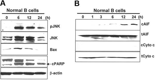 Figure 6. Atiprimod-induced signaling and activation of the mitochondrial apoptotic cascades in normal B cells. Western blot analyses showing the protein levels in B cells treated with atiprimod for different times. (A) JNK and phosphorylated JNK (pJNK), Bax, and cleaved PARP (cPARP). (B) Cytosolic (c) and total (t) AIF and cytochrome c. B cells were incubated with 2 μM atiprimod for the indicated time points. Whole-cell lysates or cytosolic fractions were collected and subjected to Western blot analysis. Results of 3 independent experiments are shown.