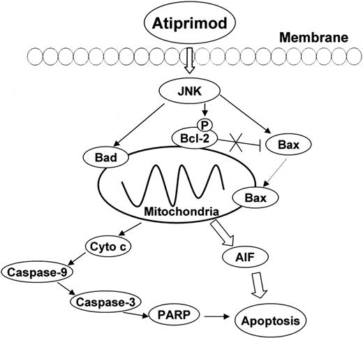 Figure 8. Schematic representation of atiprimod-induced signaling and mitochondrial apoptotic pathways in MCL cells. Atiprimod phosphorylates and activates JNK, which in turn up-regulates the expression of proapoptotic proteins Bax and Bad, and phosphorylates and inhibits the activity of antiapoptotic protein Bcl-2 (pBcl-2). Bad displaces Bax from binding to Bcl-2, and JNK transduces apoptotic signaling to Bax, which translocates to the mitochondria, increases the permeability of the mitochondria, and induces the release of AIF and cytochrome c. Based on our results, AIF translocation into nuclei, which induces chromatin condensation and large-scale DNA fragmentation is largely responsible for apoptosis of MCL cells.