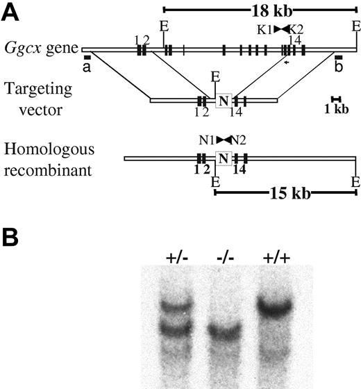 Figure 1. Targeting of the murine γ-carboxylase gene by homologous recombination. (A) structure of the endogenous γ-carboxylase gene. The targeting vector contains a neomycin resistance cassette (N), driven by the phosphoglycerokinase promoter, that replaces murine exons 3 to 13 flanked by 5.8 kb of 5′ and 7 kb of 3′ homologous DNA arms. The predicted product of successful homologous recombination is shown at the bottom. The location of hybridization probes a and b, used to detect successful targeting, are indicated. (B) Southern blot analyses demonstrating the expected genomic fragments from the 3′ end of the locus. Genomic DNA was prepared from tail biopsies of Ggcx+/+, Ggcx+/−, and Ggcx−/− mice and was analyzed by restriction digestion with EcoRV and hybridization with probe b. Restriction of Ggcx+/+ genomic DNA yields a fragment of 18 kb after hybridization with probe b. The targeted Ggcx+/− DNA yields 2 distinct bands of 15 kb and 18 kb, indicating that correct targeting of the Ggcx gene has occurred. Animals harboring copies of the targeted allele at both chromosomal loci show the expected hybridization band only at 15 kb, indicating that both copies of the Ggcx gene have been successfully deleted. The presence of the PCR primers (N1, N2, K1, and K2) used for subsequent genotyping are indicated in panel A.